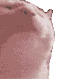 funkycat